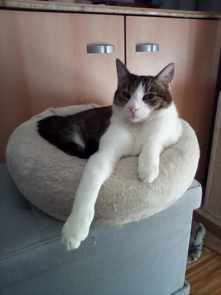 Condolence image of Beate mit Elvis im Herzen ❤