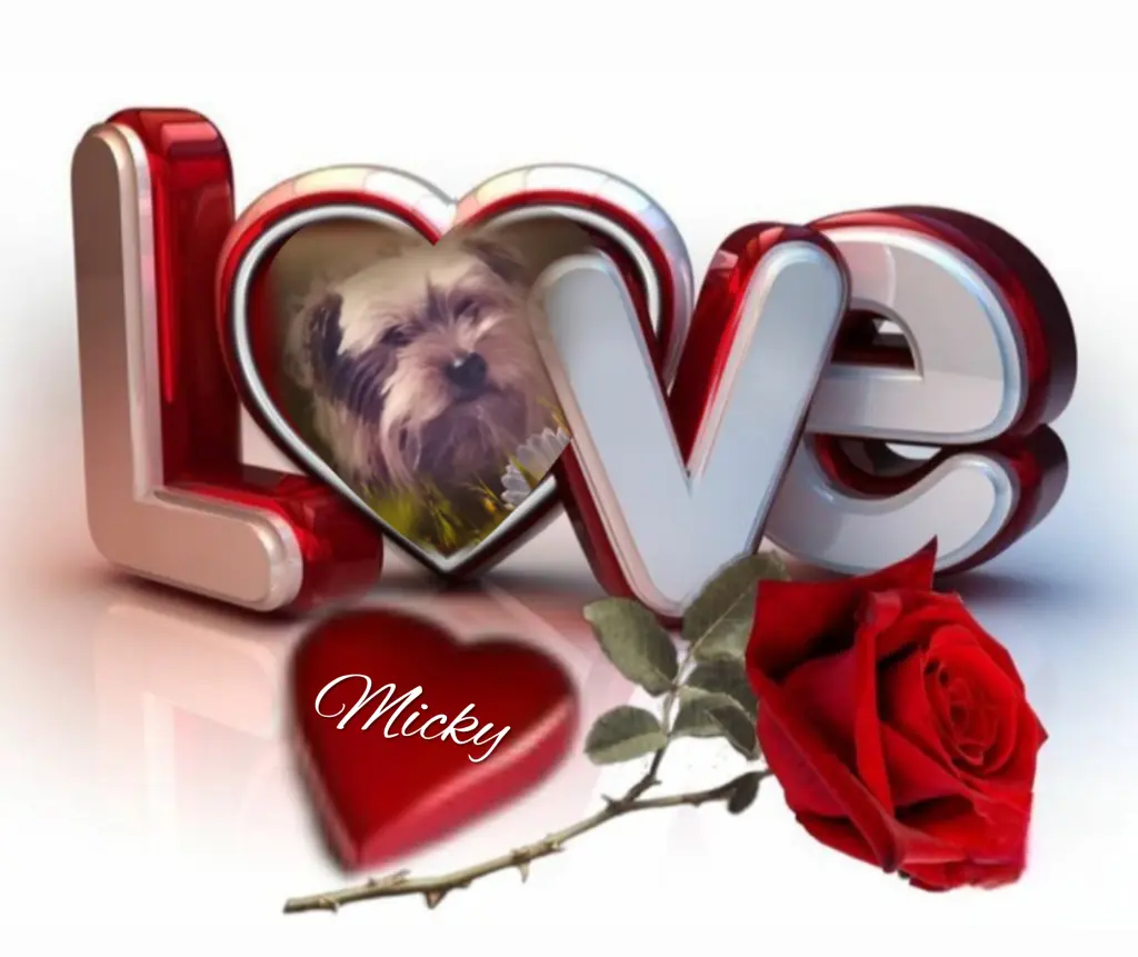 Condolence image of Micky♥️ geliebt♥️ und unvergessen♥️ 