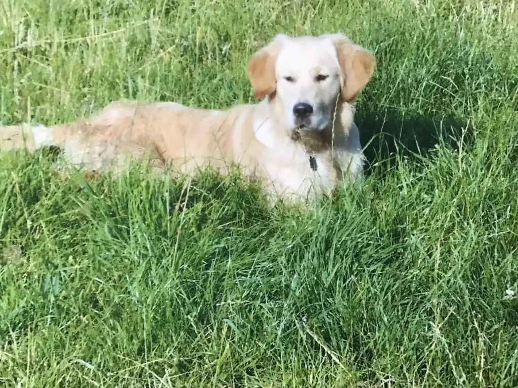 Condolence image of ❤️ Gedenken ❤️