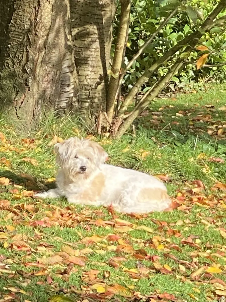 Condolence image of Danke 