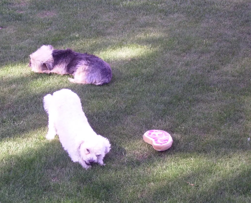 Condolence image of Danke ♡