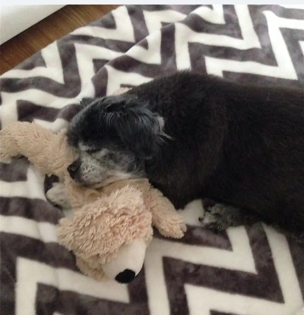 Condolence image of Cuddles ❤️