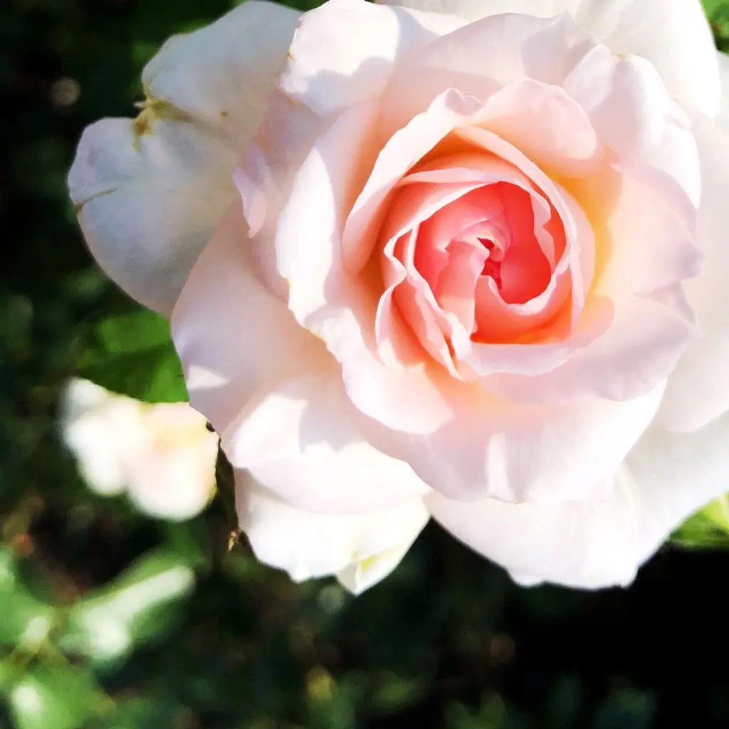 Condolence image of Cuddles ❤️