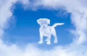 Condolence image of ❤️ Luna ❤️