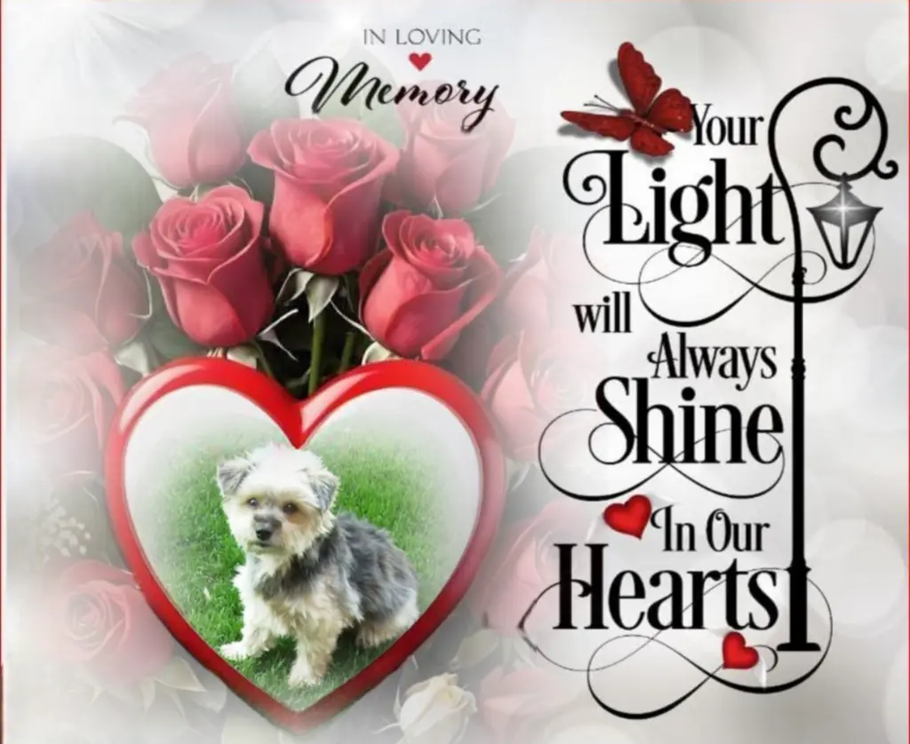 Condolence image of Buffy♥️ geliebt♥️ und unvergessen♥️