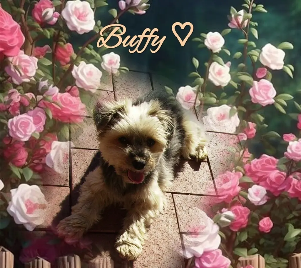 Condolence image of Immer ♡in♡meinem♡Herzen ♡