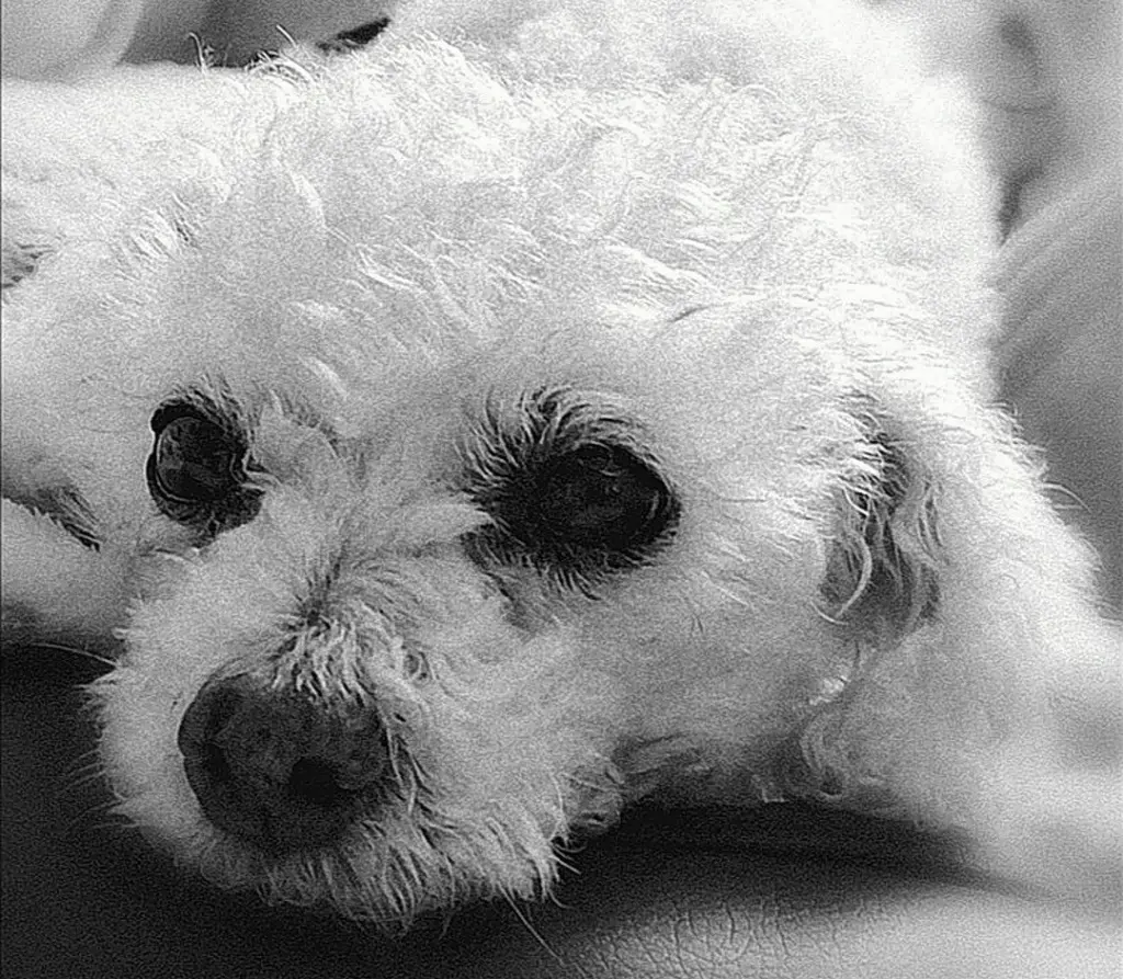 Condolence image of Immer ♡in♡meinem♡Herzen ♡