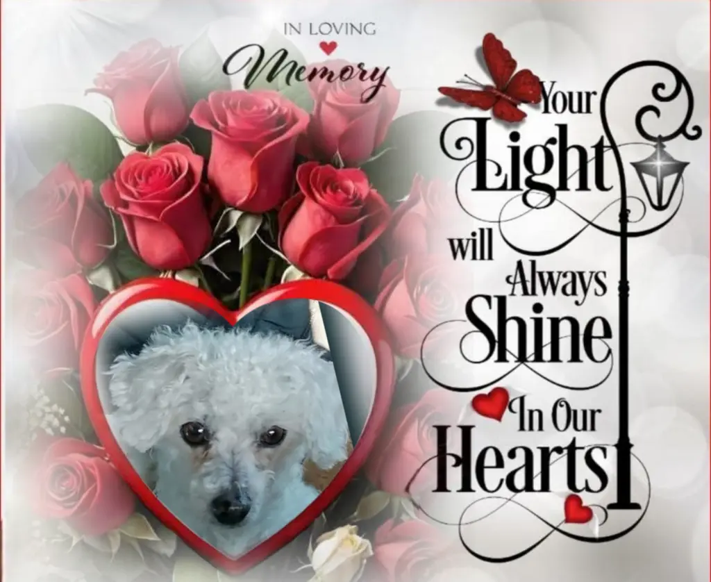 Condolence image of Snowy♥️ geliebt♥️ und unvergessen♥️ 