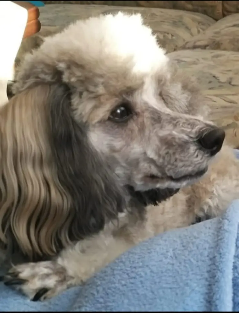 Condolence image of Christiane mit Nicky