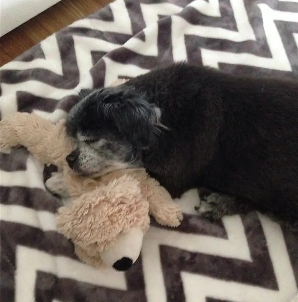 Condolence image of Cuddles ❤️