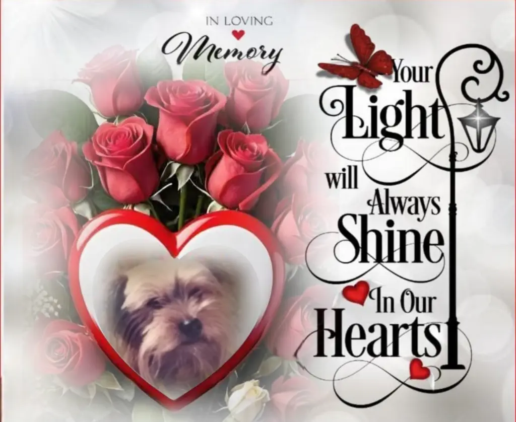 Condolence image of Micky♥️ geliebt♥️ und unvergessen♥️ 