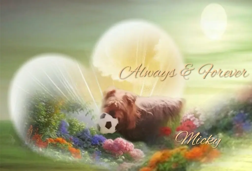 Condolence image of In liebevollem Gedenken♡