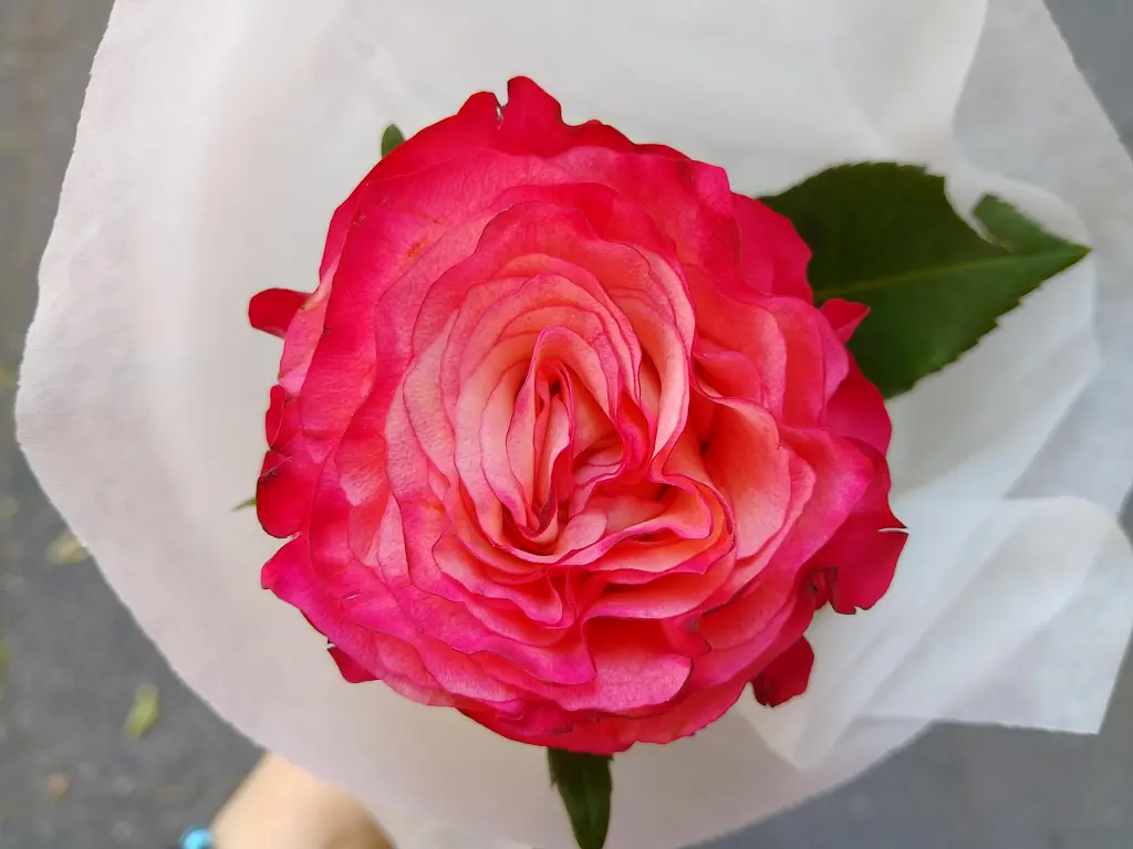 Condolence image of Dein Freund Snupik schickt ein Küsschen 