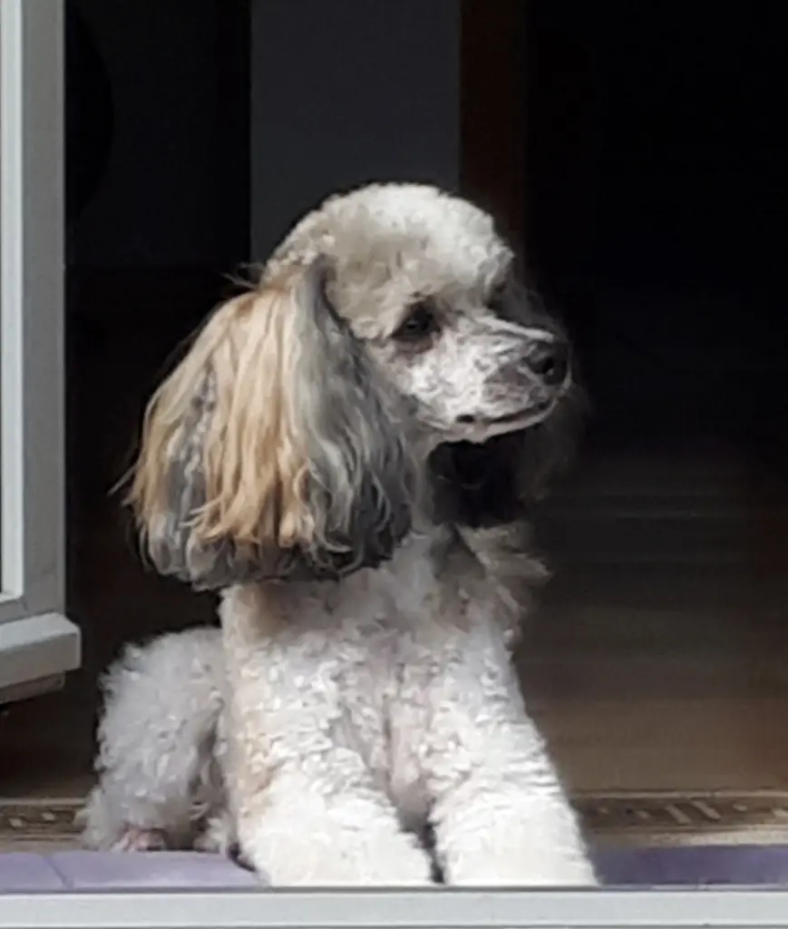 Condolence image of Christiane mit Nicky