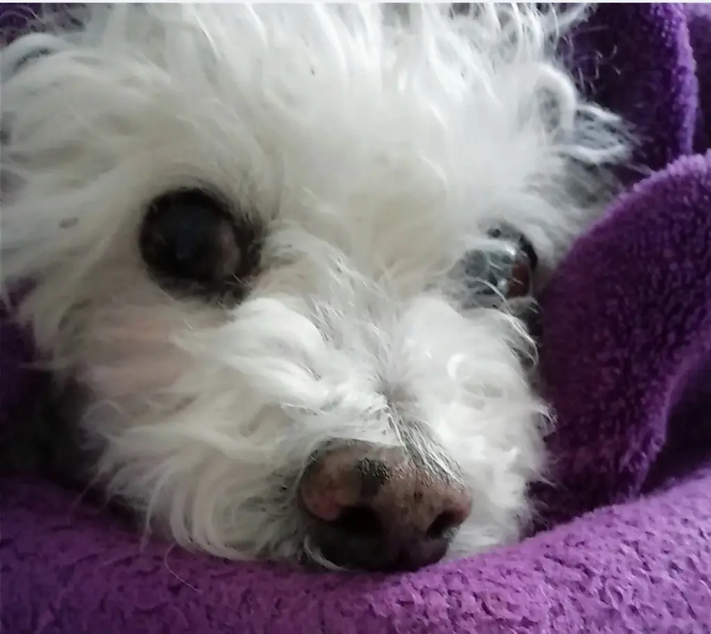 Condolence image of Immer ♡in♡meinem♡Herzen ♡