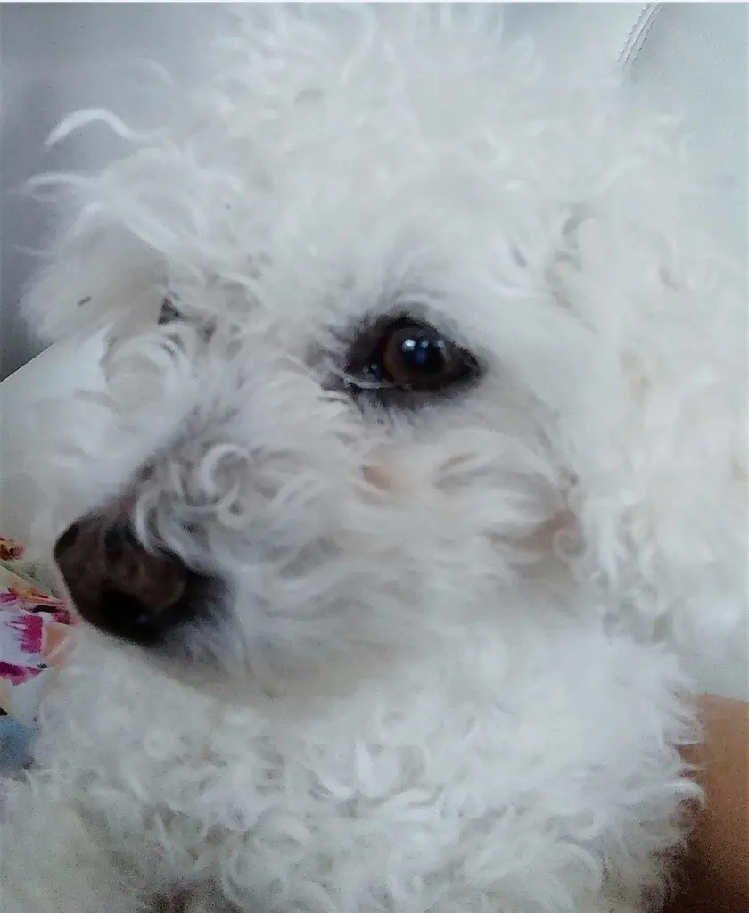 Condolence image of ♡*♡*♡*♡*