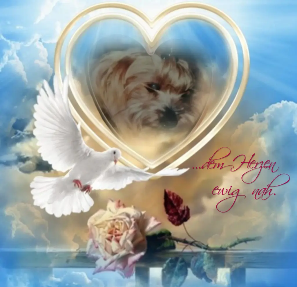 Condolence image of Daisy♥️ geliebt♥️ und unvergessen♥️ 