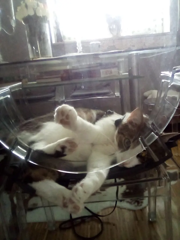 Condolence image of Beate mit Elvis im Herzen ❤