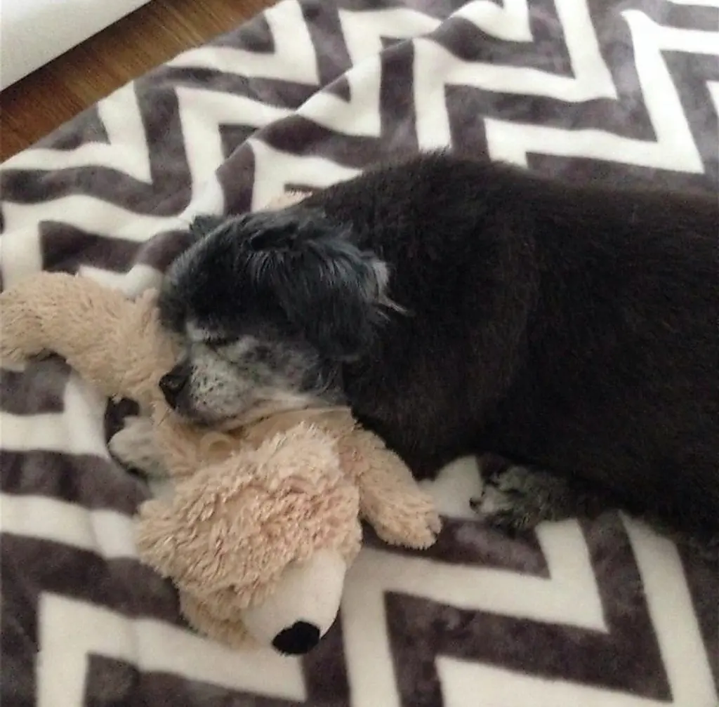 Condolence image of Cuddles ❤️