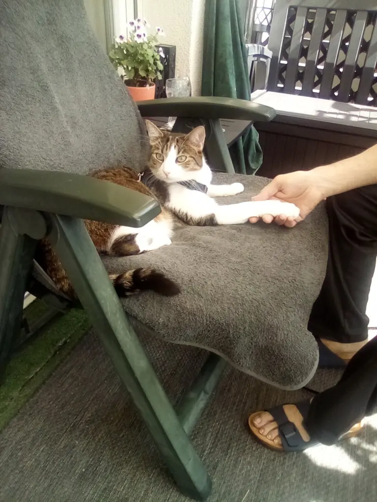 Condolence image of Beate mit Elvis im Herzen ❤