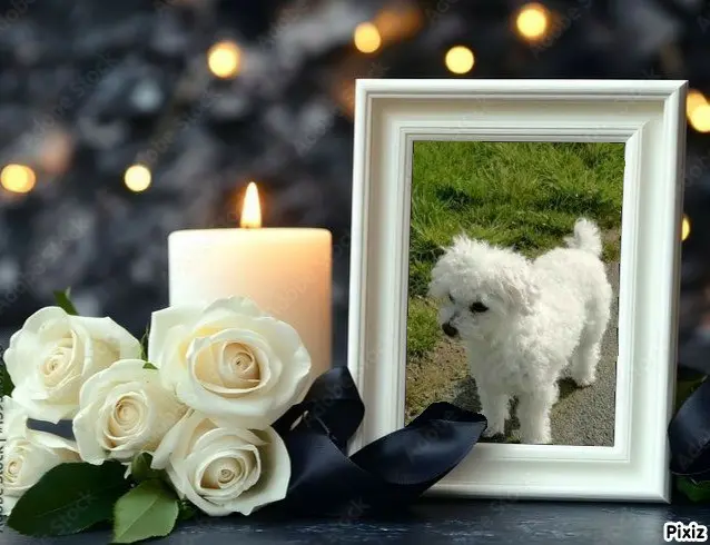 Condolence image of Tanja mit Timmy im Herzen 