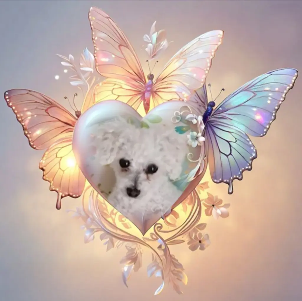 Condolence image of Snowy♥️ geliebt♥️ und unvergessen♥️ 