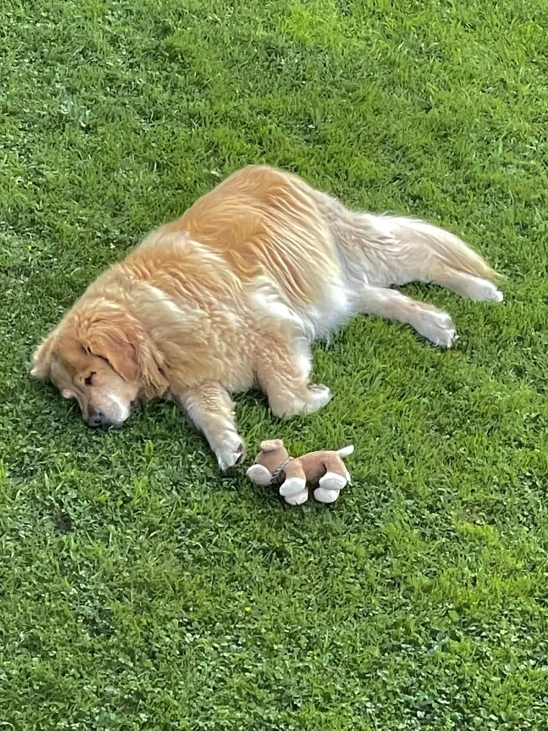 Condolence image of In stillem Gedenken ❤️⭐️