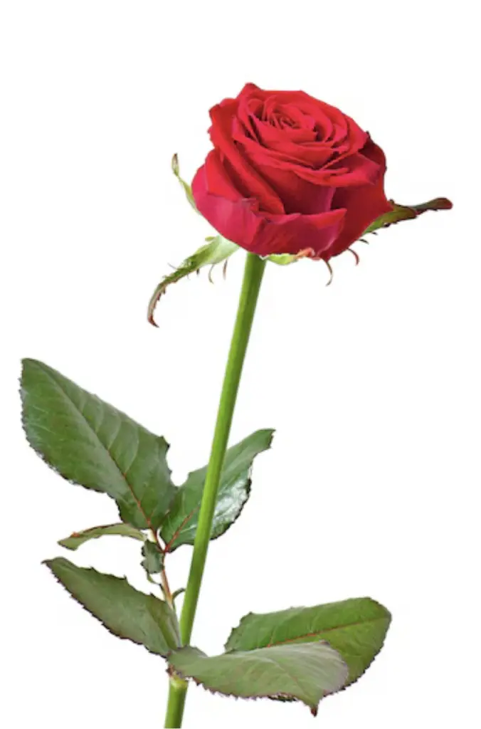 Condolence image of Unbekannt