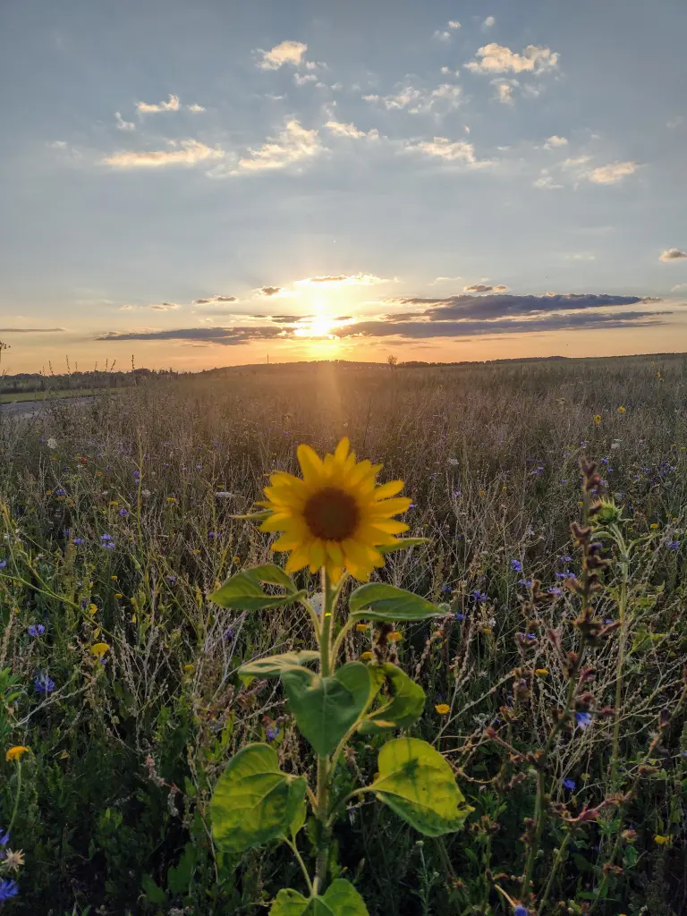 Condolence image of Corinna mit Emma, Vinni-Ved , Jengi, Blacky,Linette, Pummelchen, Grizzly und anderen Sternlein im ♥️