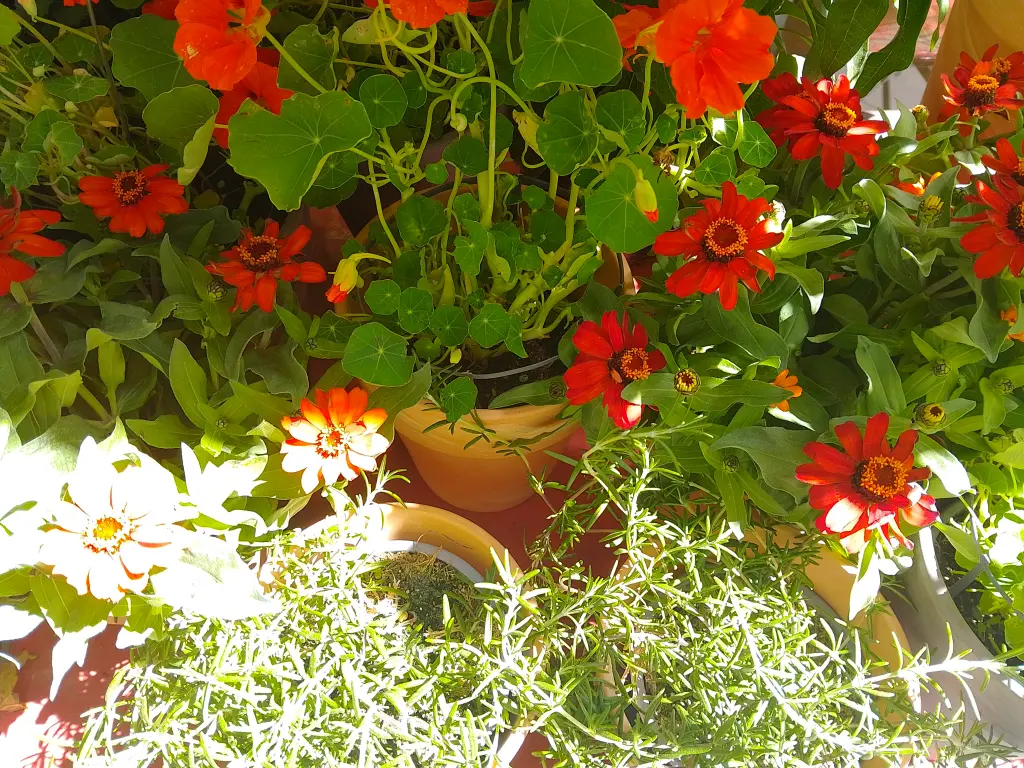 Condolence image of Ein Küsschen  von deinem lieben Freund Snupik 