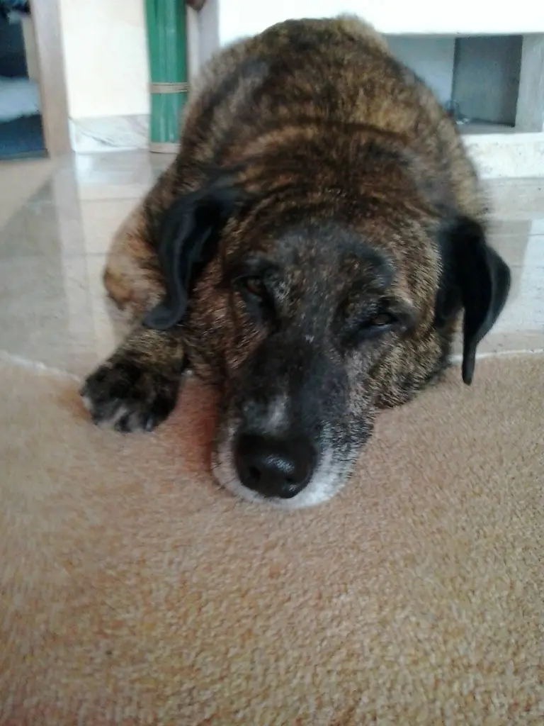 Condolence image of Gabi mit Max 