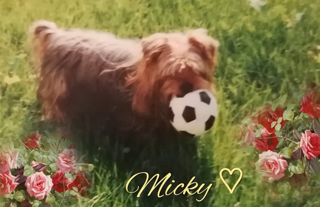 Condolence image of Immer ♡in♡meinem♡Herzen ♡