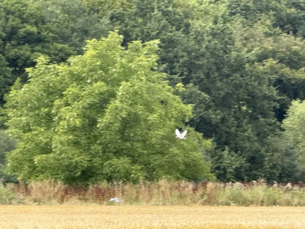 Condolence image of Danke♥️