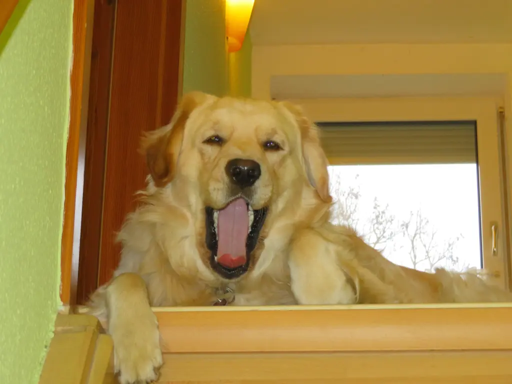 Condolence image of Monti ♥️⭐♥️ Snowy