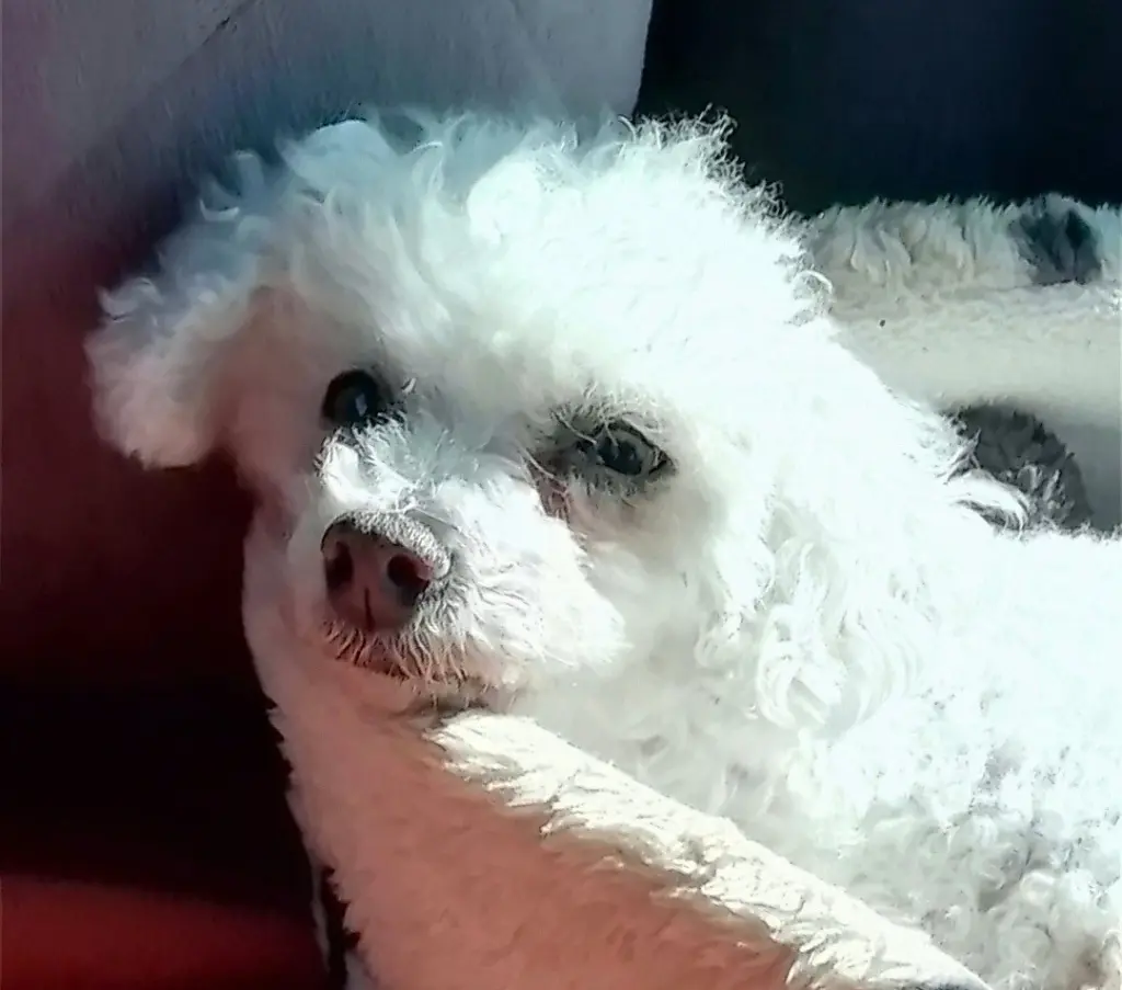 Condolence image of Snowy ♡