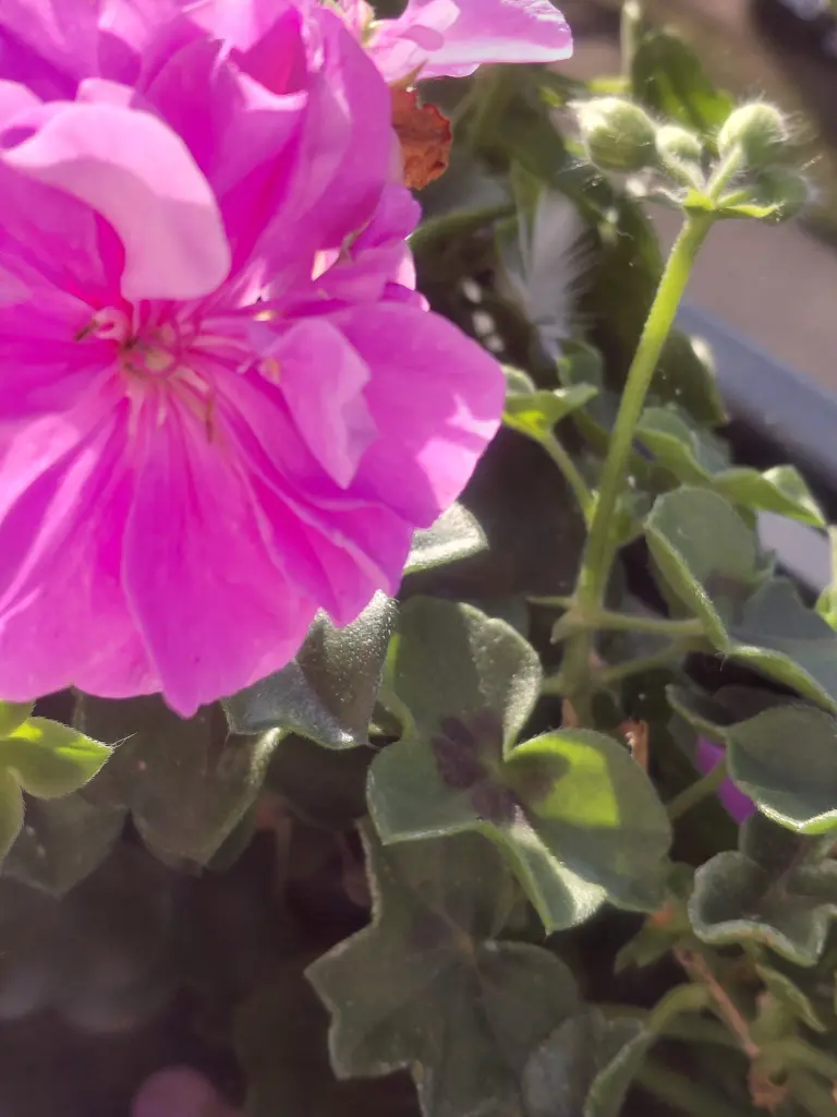 Condolence image of Manuela mit Fiby im Herzen ❤️ 