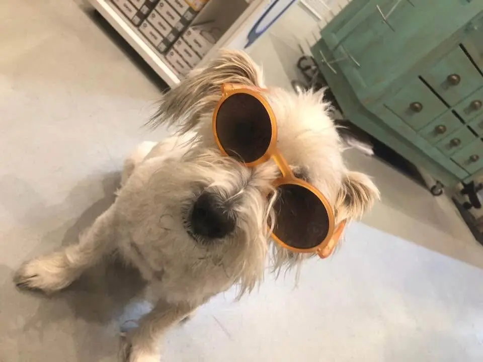 Condolence image of Danke Lockenköpfchen 