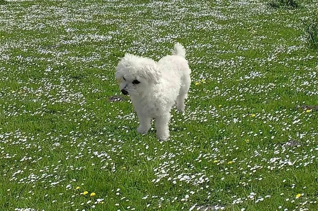 Condolence image of Snowy ♡