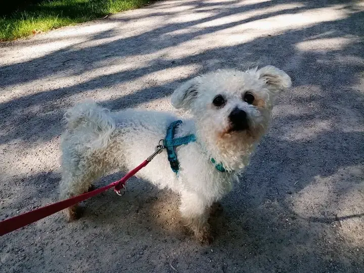 Condolence image of Dein lieber Freund Snupik  mit Mama Aliya im Herzen 