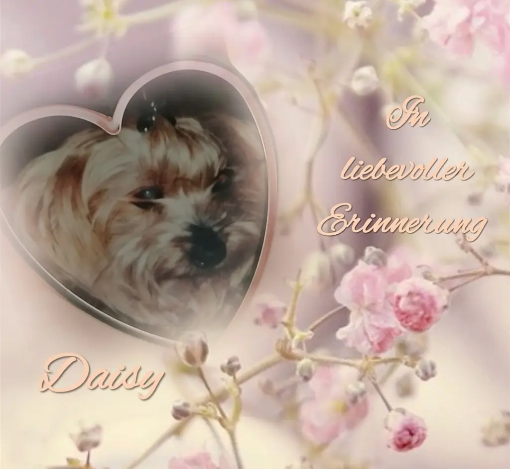 Condolence image of ♡In liebevollem Gedenken♡an♡☙Daisy☙♡