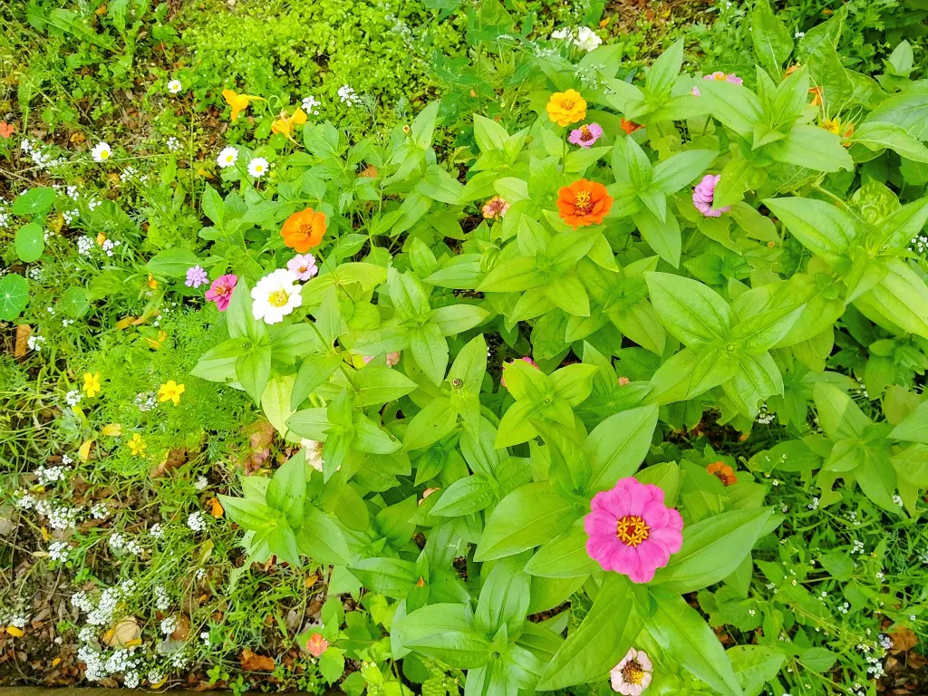 Condolence image of Lieber Snupik mit Aliya im Herzen