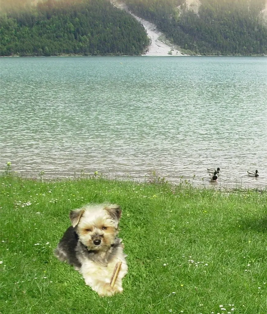 Condolence image of Immer ♡in♡meinem♡Herzen ♡