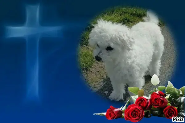 Condolence image of Tanja mit Timmy im Herzen 