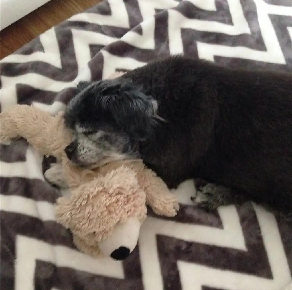 Condolence image of ❤️Cuddles to Snowy ❤️