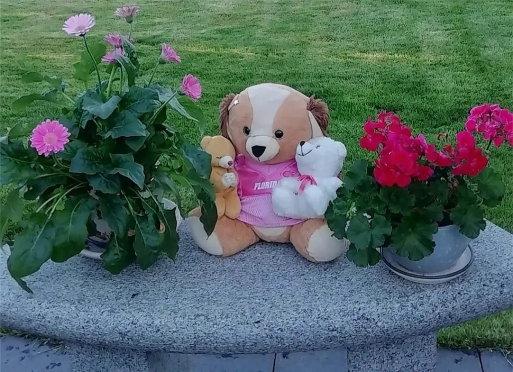 Condolence image of ❤️Teddy für Snowy❤️