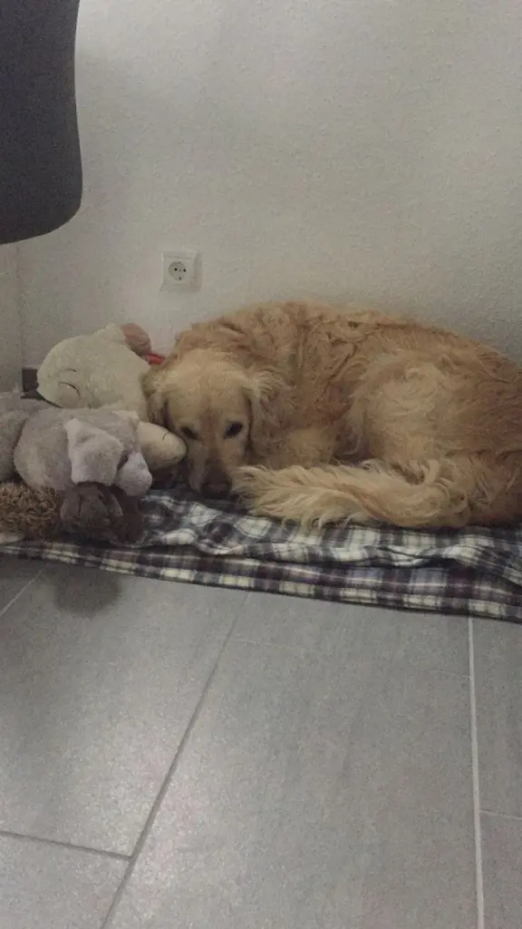 Condolence image of Andy, Piet ❤️❤️ und Freddi ❤️