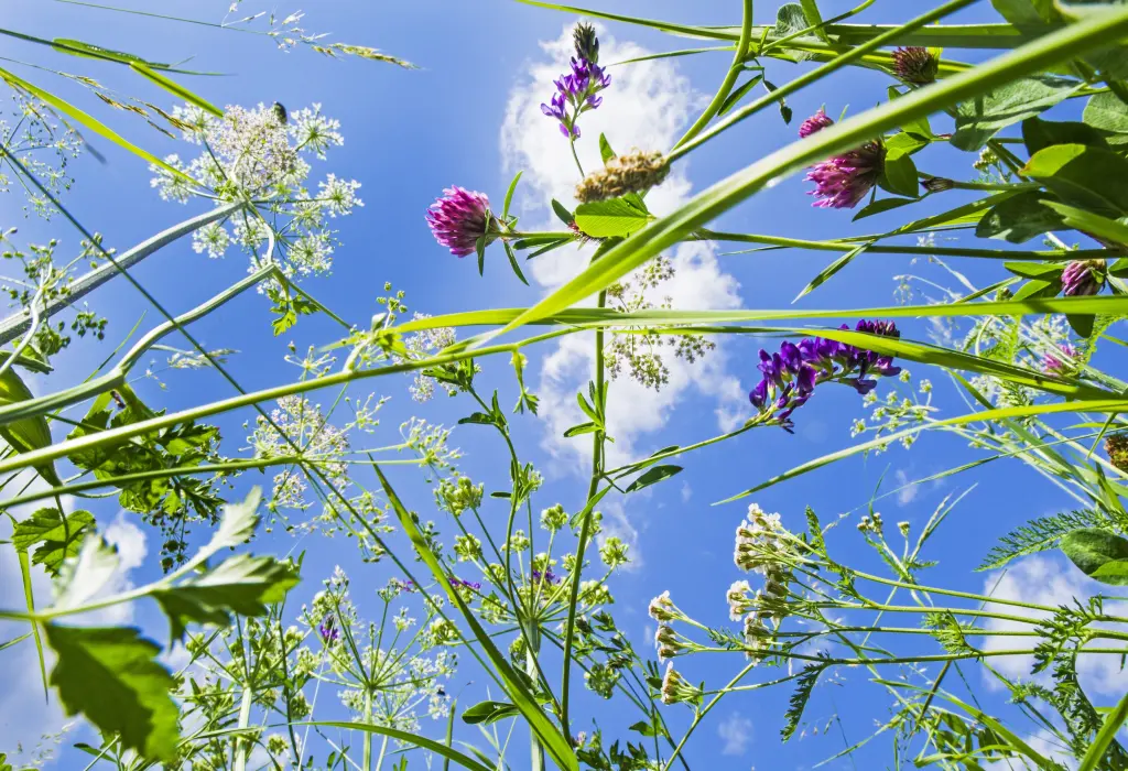 Condolence image of B. B. ❤️