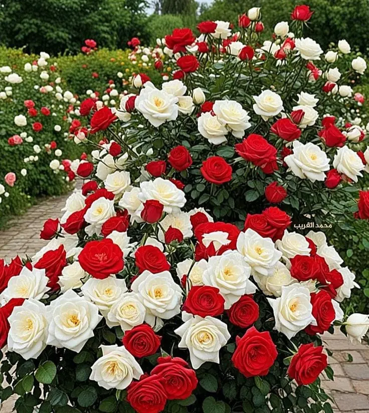 Condolence image of Claudia mit ASKO♥️ 