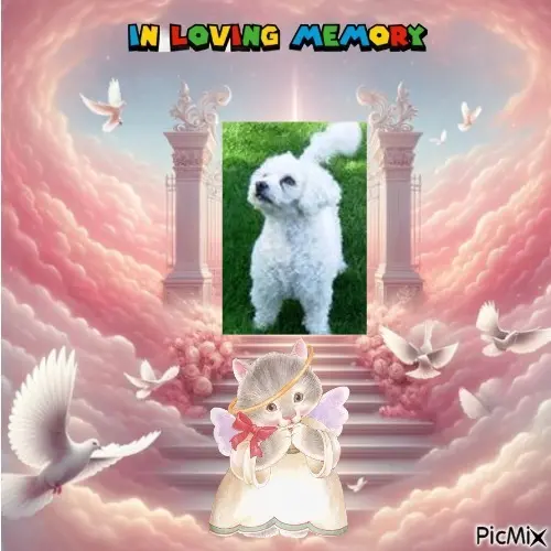 Condolence image of ❤️❤️❤️❤️❤️❤️❤️❤️❤️❤️❤️❤️