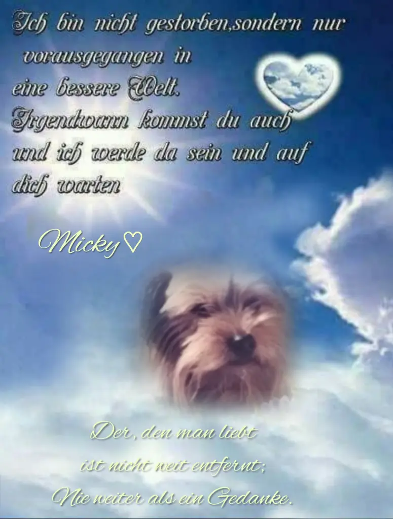 Condolence image of Micky♥️ geliebt♥️ und unvergessen♥️ 